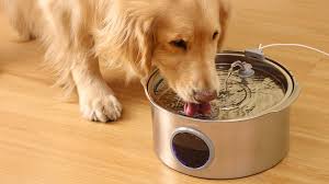 Welcome to Upbeat Pet Supplies – Where Happy Pets Come First