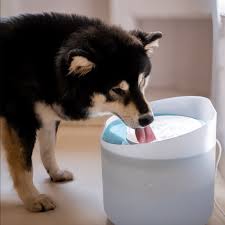 Top 5 Must-have Pet Supplies Every Home Should Have