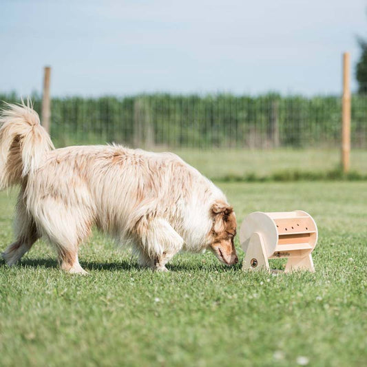 The Ultimate Guide to Safe Play: Top 10 Mistakes When Choosing Pet Toys